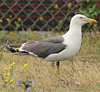juvenile LBBG in October, ringed in Norway. (131273 bytes)